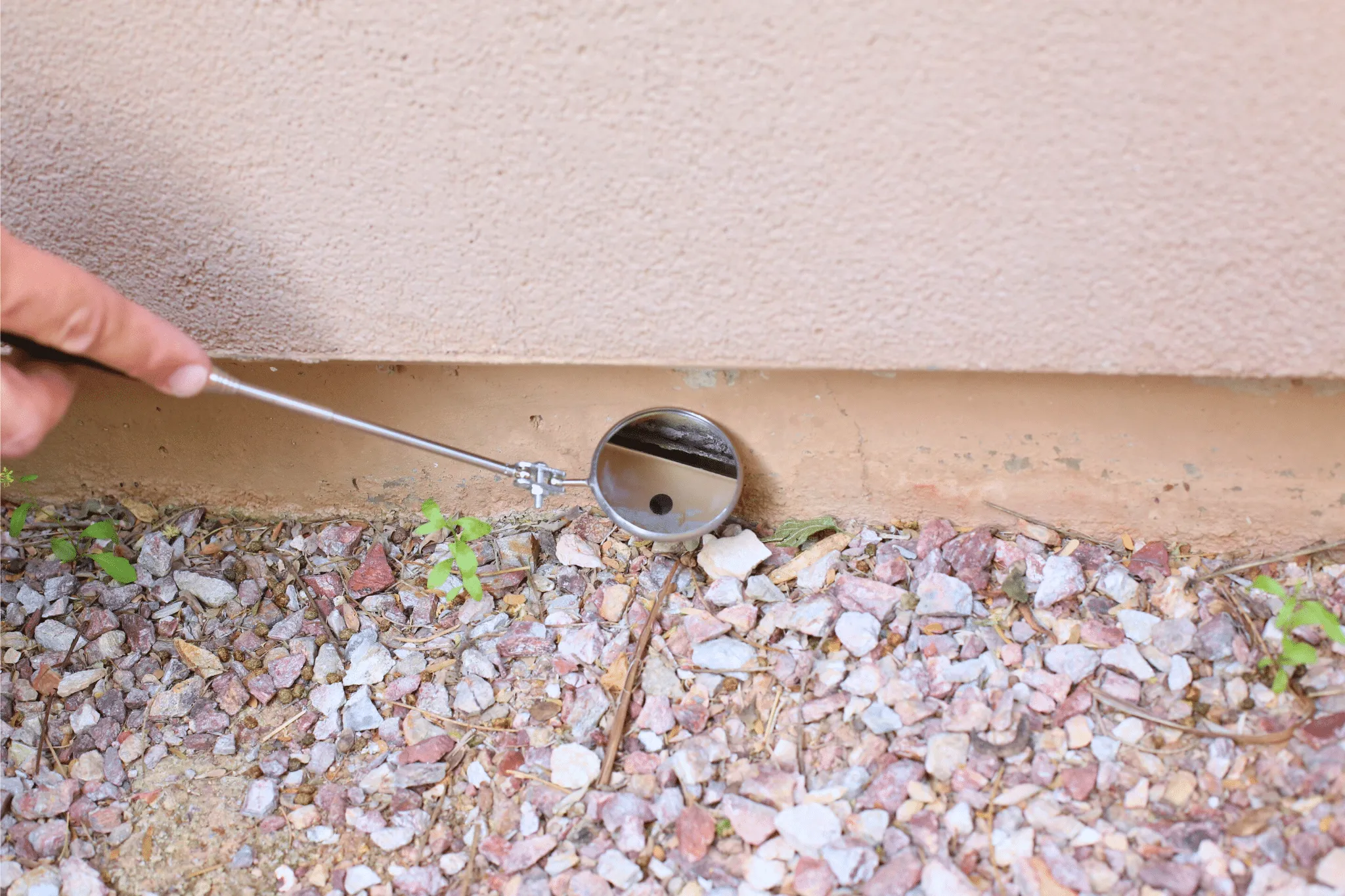 Scorpion Inside Home From Environmental Gaps, Not Food
