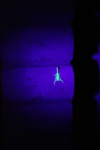 What To Do In August with scorpions