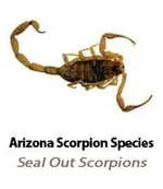 Learn more about the scorpion species in Arizona