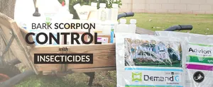 Bark Scorpion Control with Insecticides