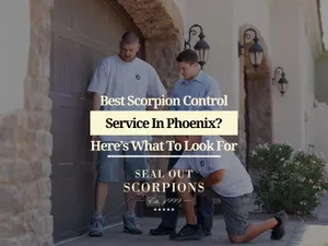 Best Scorpion Control Service in Phoenix? Here’s What to Look For