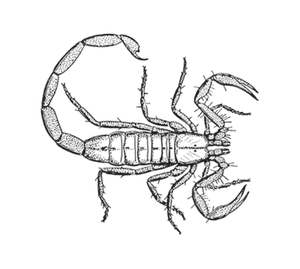 SCOTTSDALE BARK SCORPION POPULATION LIKELY TO INCREASE IN 2016