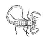 SCOTTSDALE BARK SCORPION POPULATION LIKELY TO INCREASE IN 2016