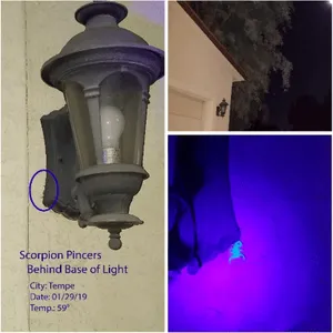 Seal Out Scorpions Black Light Search