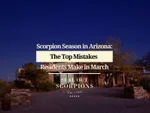 Scorpion Season in Arizona: The Top Mistakes Residents Make in March