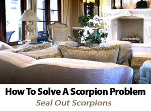 Learn how we can help solve scorpion problems in your home