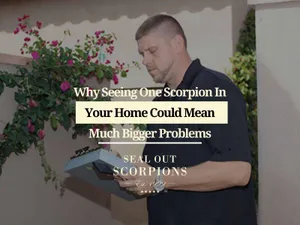 Why Seeing One Scorpion In Your Home Could Mean Much Bigger Problems