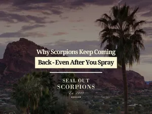 Why Scorpions Keep Coming Back, Even After You Spray
